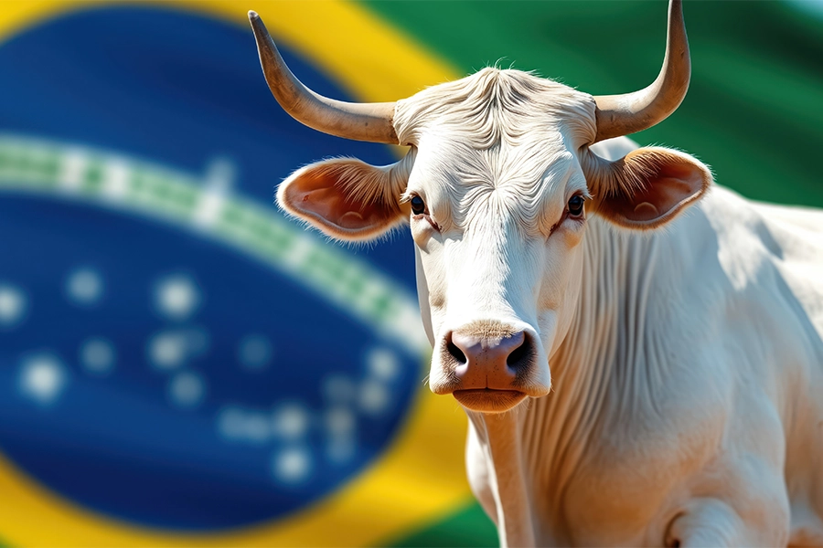 Cow with Brazil flag in the background.