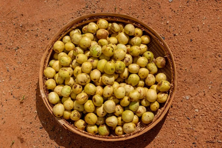 Marula Jam African flavors: How ADM localizes R&D to strengthen regional F&B ...