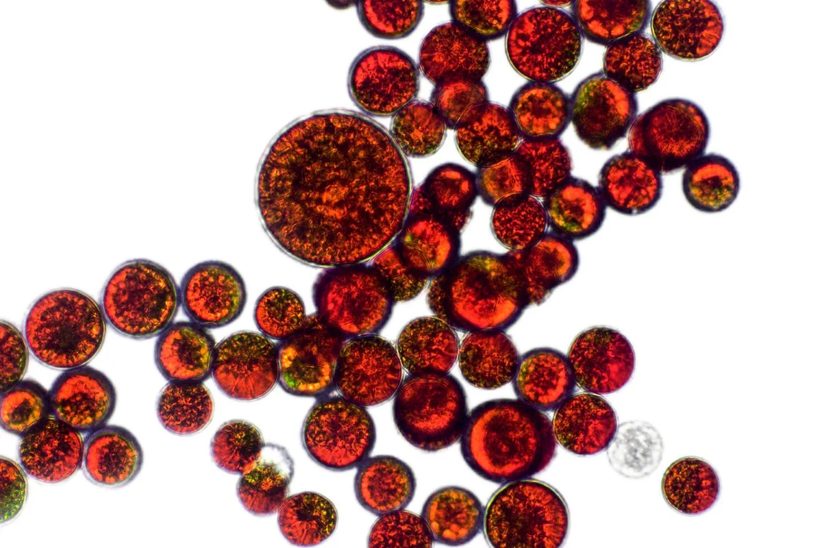 Astaxanthin under a microscope