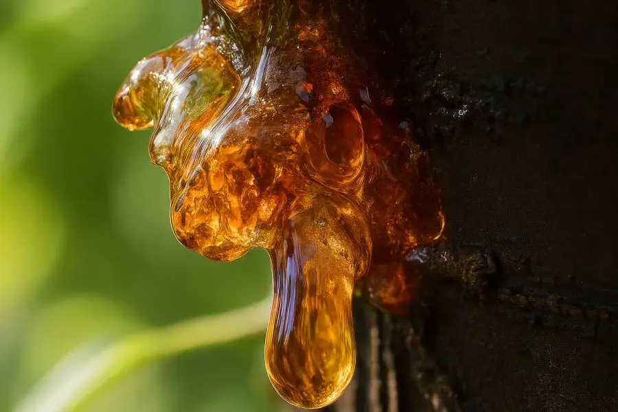 Sap spilling out of a tree.