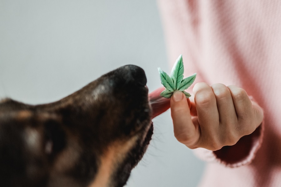 Dog eating a CBD treat