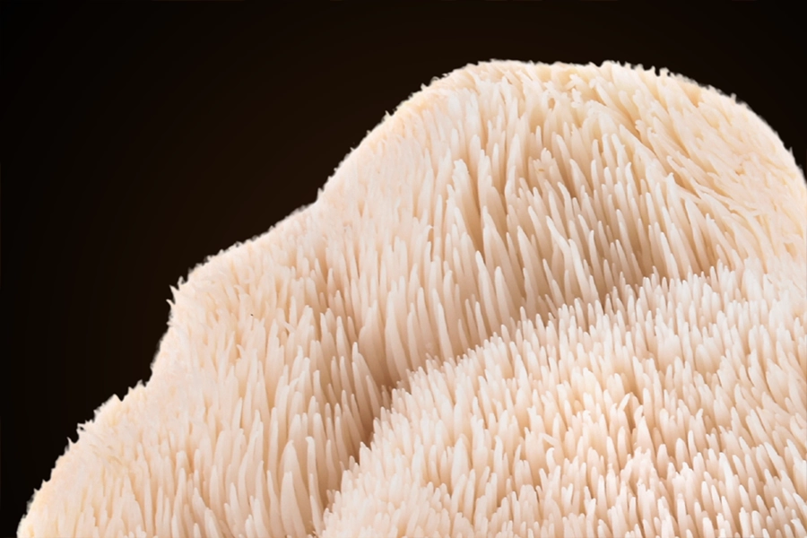 lions mane zoomed in