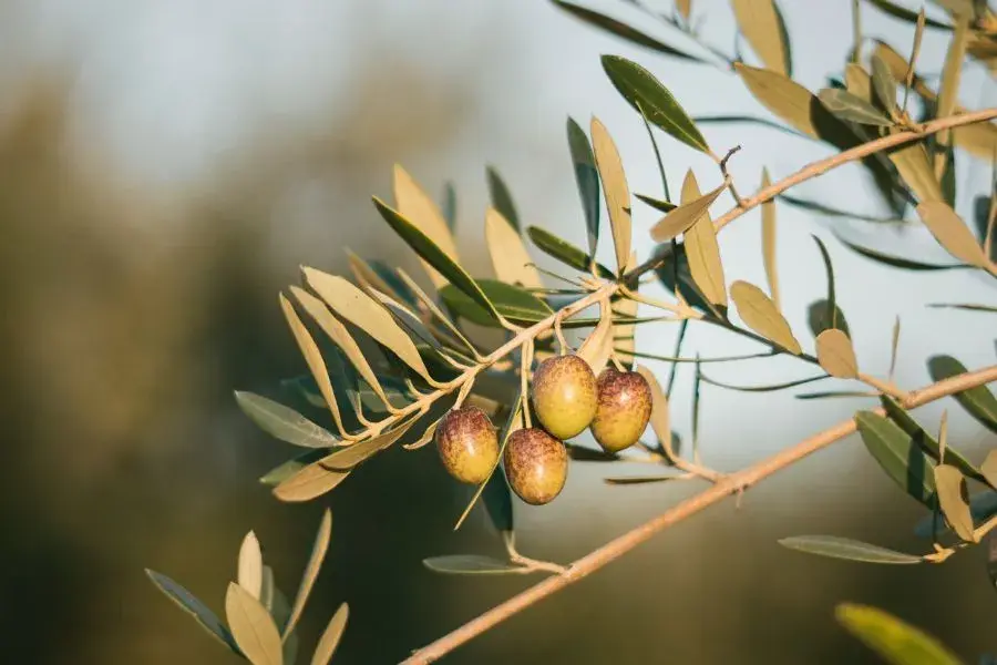 Olives on a stem.