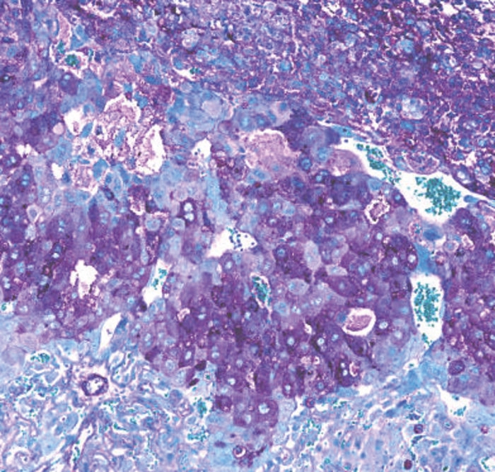 microscopic image of mouse placenta