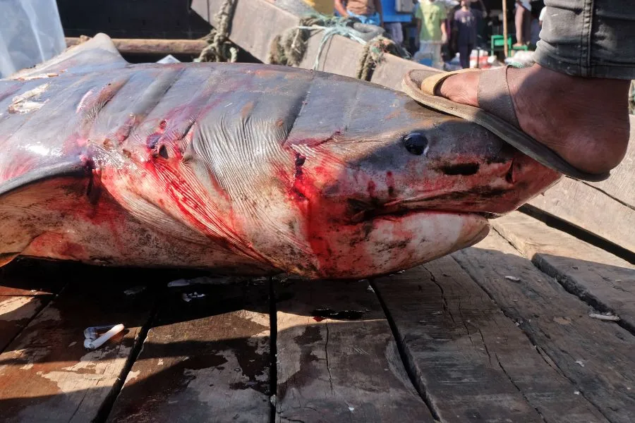 foot standing on caught shark head