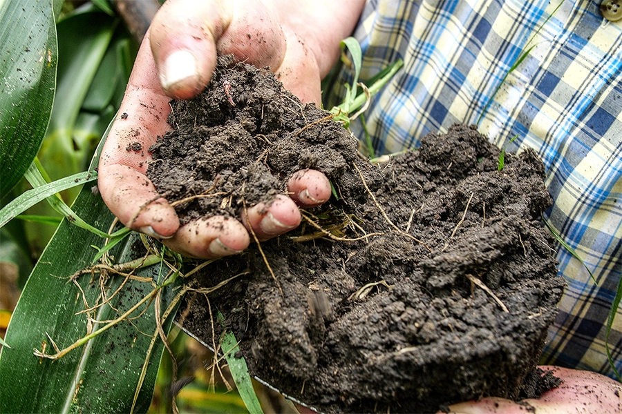 Farmer holding healthy soil.