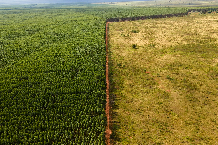 Deforestation divides landscape in two.