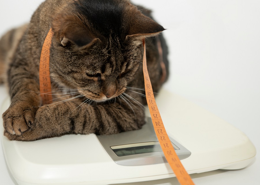 Fat cat on a weighing scale