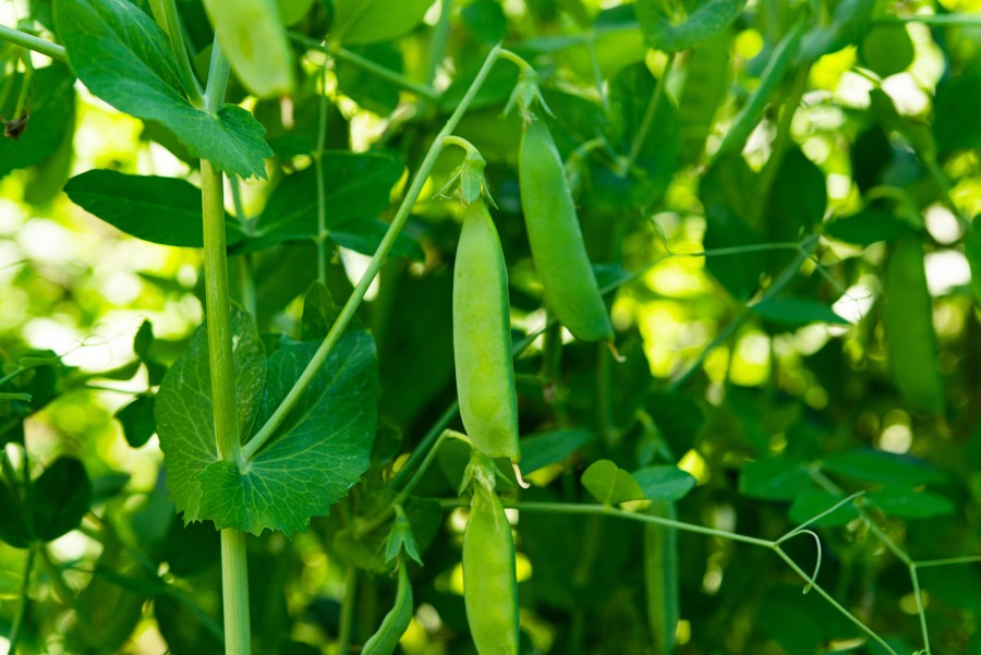 Peas growing in the field.