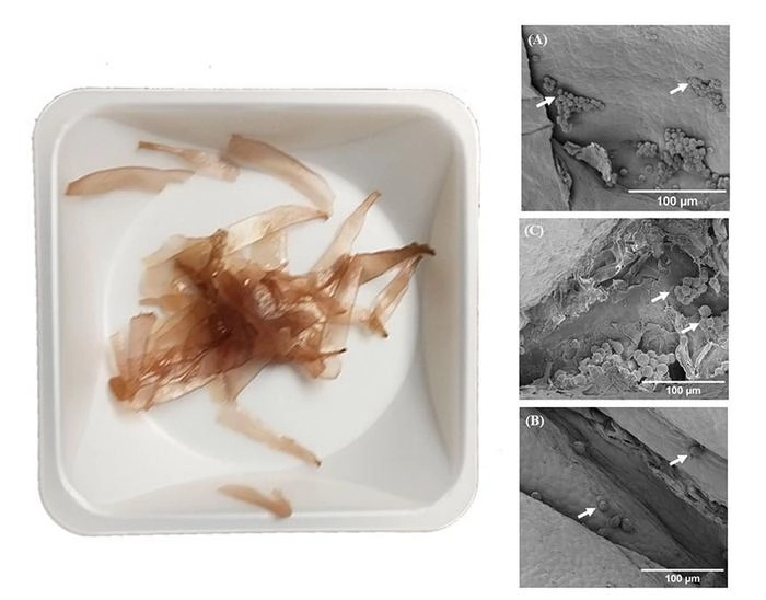 red seaweed in bowl next to microscopic images of seaweed