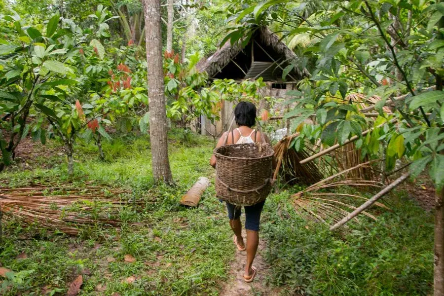 A man walking through the forest with a basket on his back.
