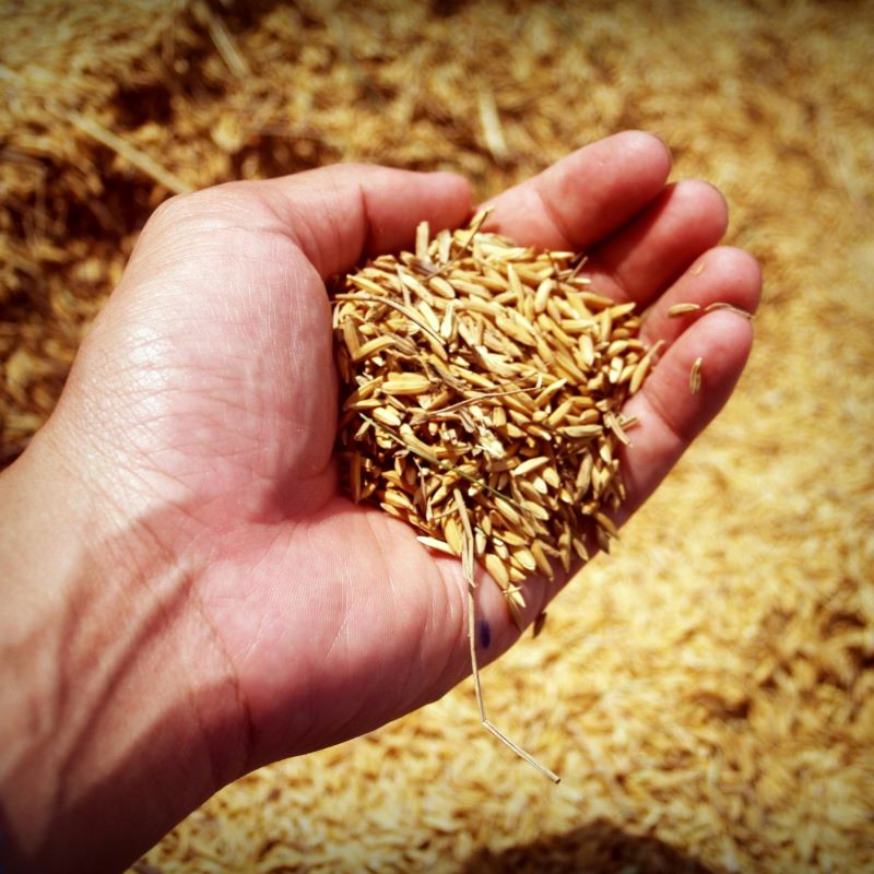 Gole Rice “Golden Rice” that could address vitamin A deficiencies remains ...