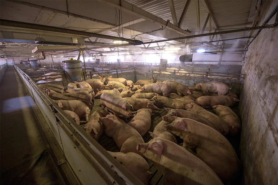 Factory-farmed pigs struggle for space.