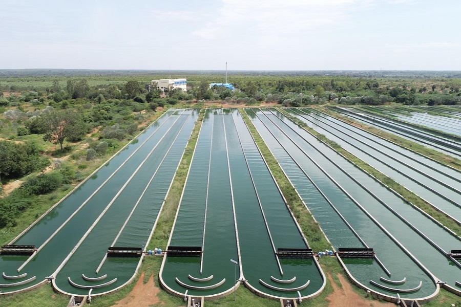 Indian organic spirulina supplier resumes EU export with sharpened R&D ...