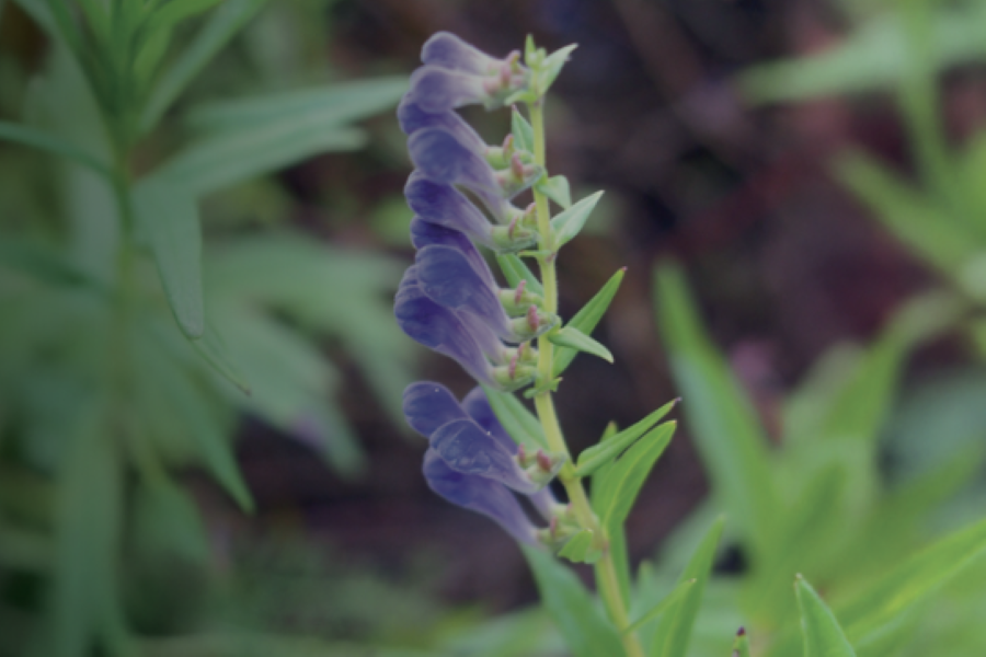 Chinese skullcap plant
