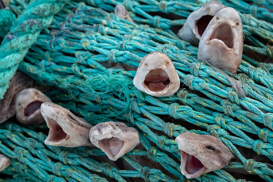 Fish caught in net suffocating.