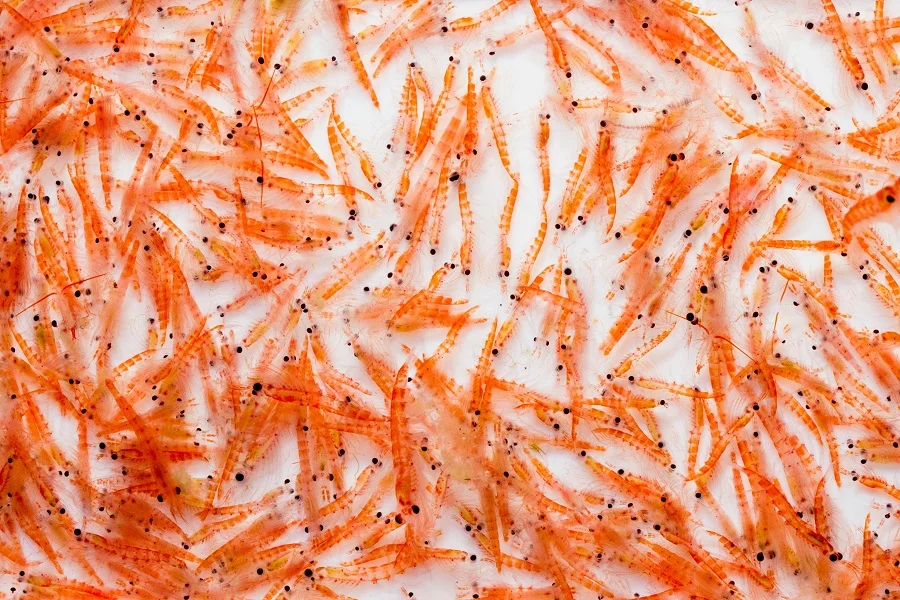 Atlantic krill