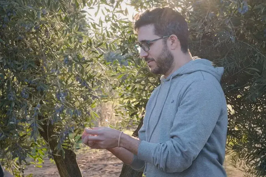 A man cupping his hands in front of an olive tree.